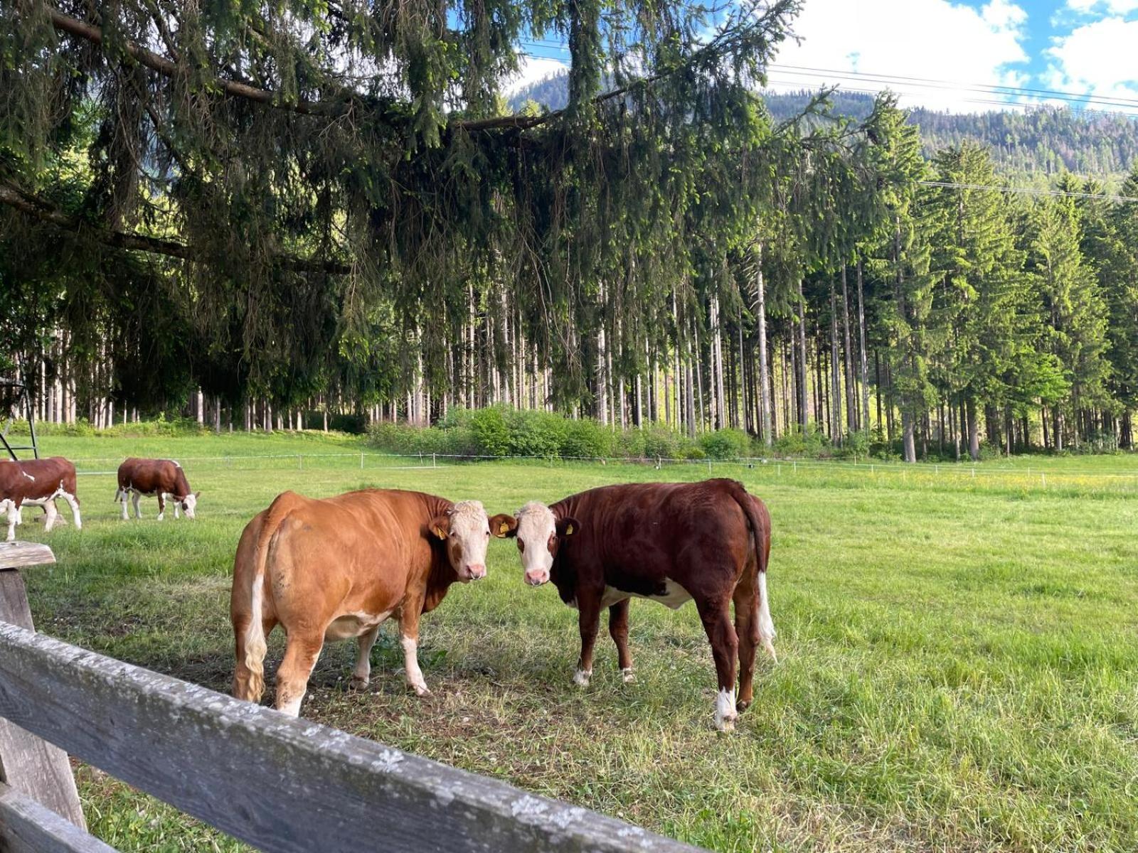 Haus Waldschmied Exclusiv * Stall